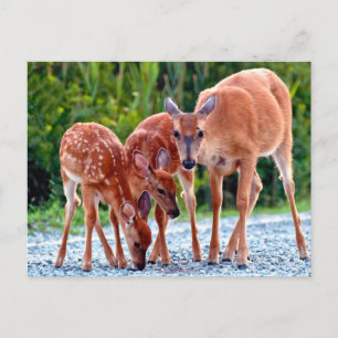 Cutest Baby Animals   Fawn with Babies Postcard