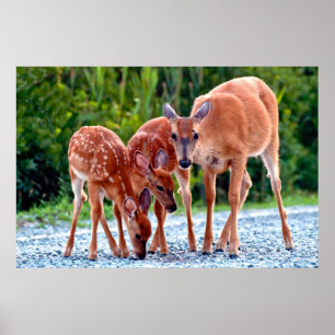 Cutest Baby Animals   Fawn with Babies Poster