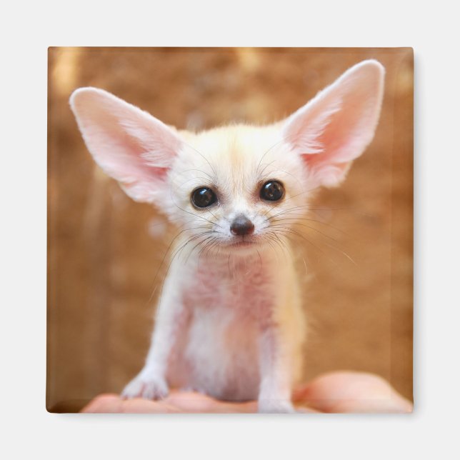 Cutest Baby Animals | Fennec Fox Magnet (Front)
