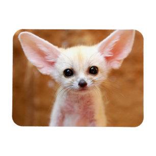 Cutest Baby Animals   Fennec Fox Magnet
