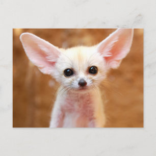 Cutest Baby Animals   Fennec Fox Postcard