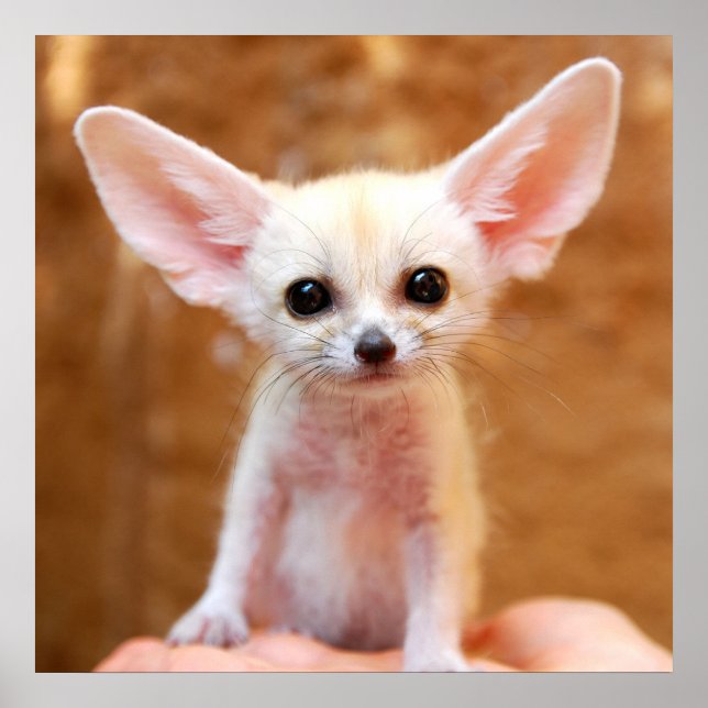 Cutest Baby Animals | Fennec Fox Poster (Front)