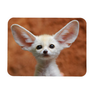 Cutest Baby Animals   Fennec Fox Pup Magnet