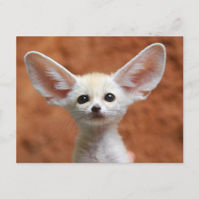 Cutest Baby Animals | Fennec Fox Pup Postcard (Front)