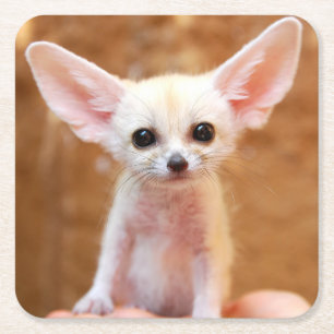 Cutest Baby Animals   Fennec Fox Square Paper Coaster