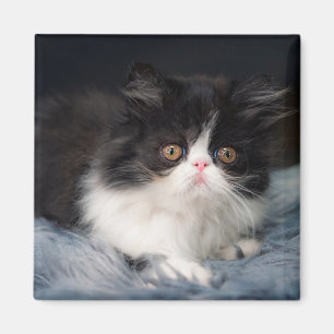 Cutest Baby Animals Fluffy B&W Kitten Magnet