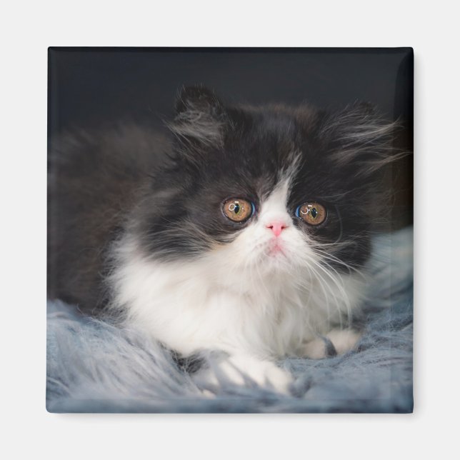 Cutest Baby Animals | Fluffy B&W Kitten Magnet (Front)