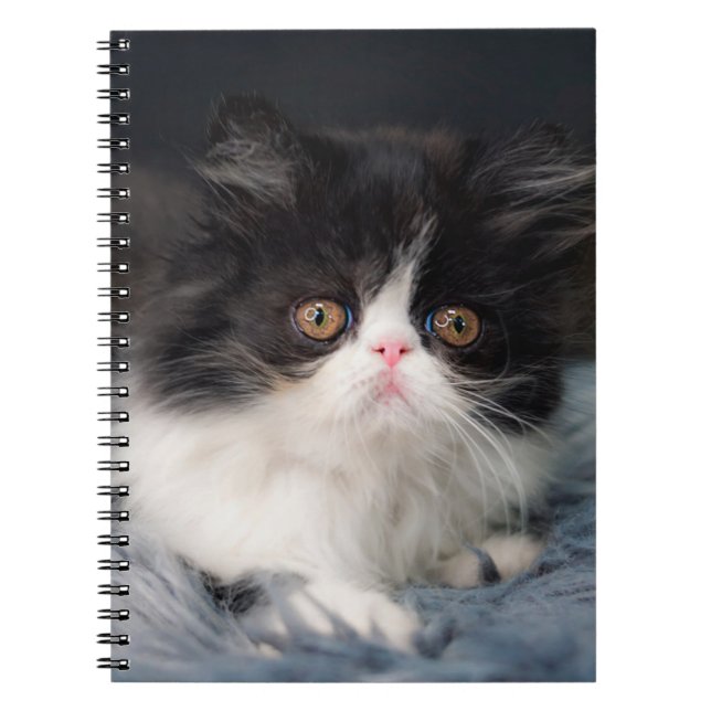 Cutest Baby Animals | Fluffy B&W Kitten Notebook (Front)