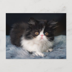 Cutest Baby Animals   Fluffy B&W Kitten Postcard