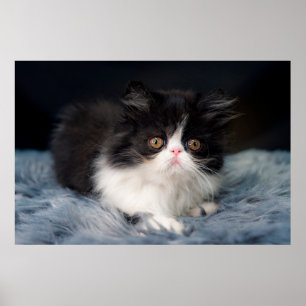Cutest Baby Animals   Fluffy B&W Kitten Poster