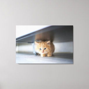 Cutest Baby Animals Fluffy Orange Kitten Canvas Print