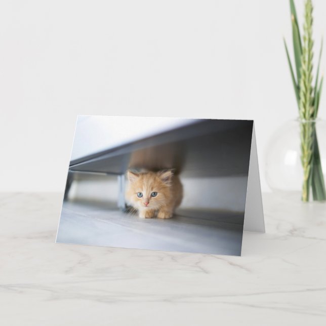 Cutest Baby Animals | Fluffy Orange Kitten Card (Front)