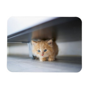 Cutest Baby Animals Fluffy Orange Kitten Magnet