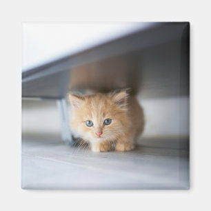 Cutest Baby Animals Fluffy Orange Kitten Magnet