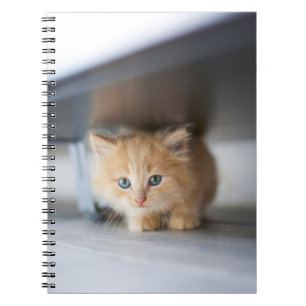 Cutest Baby Animals   Fluffy Orange Kitten Notebook