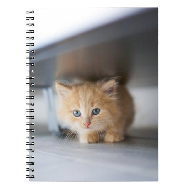 Cutest Baby Animals | Fluffy Orange Kitten Notebook (Front)