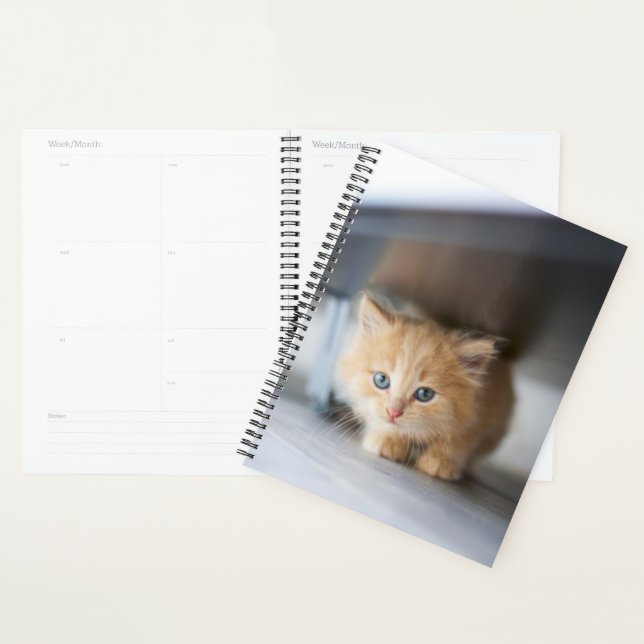 Cutest Baby Animals | Fluffy Orange Kitten Planner (Display)