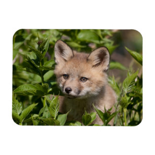 Cutest Baby Animals   Fox Kit Magnet