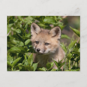 Cutest Baby Animals   Fox Kit Postcard