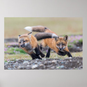 Cutest Baby Animals Fox Pups at Play Poster