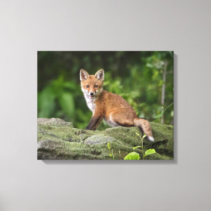 Cutest Baby Animals   Foxy Smile Canvas Print