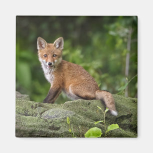 Cutest Baby Animals Foxy Smile Magnet
