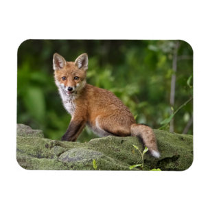 Cutest Baby Animals Foxy Smile Magnet