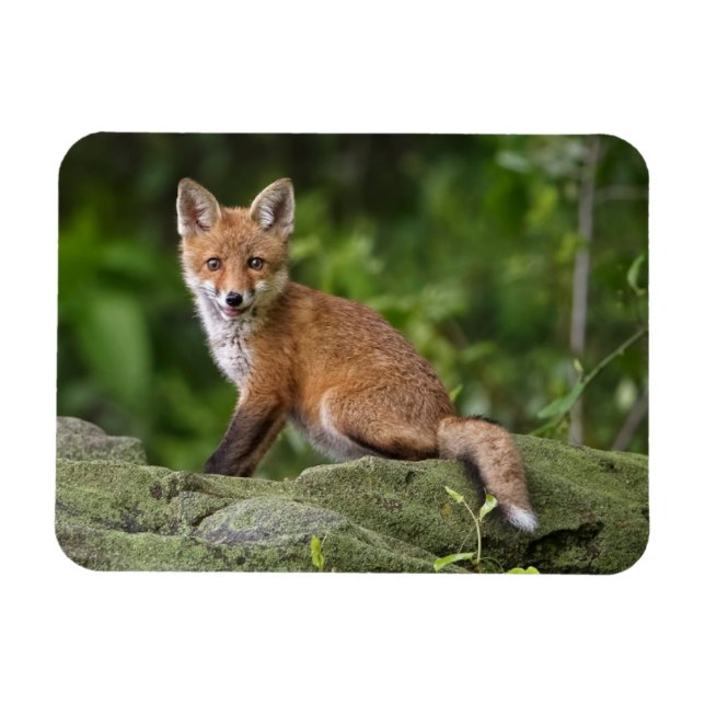 Cutest Baby Animals | Foxy Smile Magnet (Horizontal)