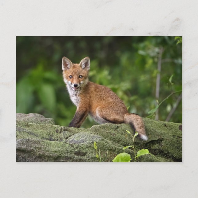 Cutest Baby Animals | Foxy Smile Postcard (Front)