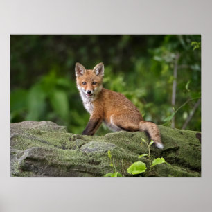 Cutest Baby Animals Foxy Smile Poster