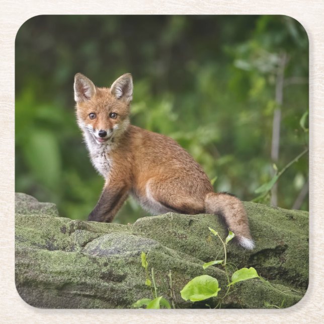 Cutest Baby Animals | Foxy Smile Square Paper Coaster (Front)