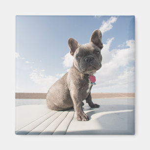 Cutest Baby Animals French Bulldog Boating Magnet