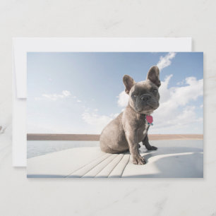 Cutest Baby Animals   French Bulldog Boating Thank You Card
