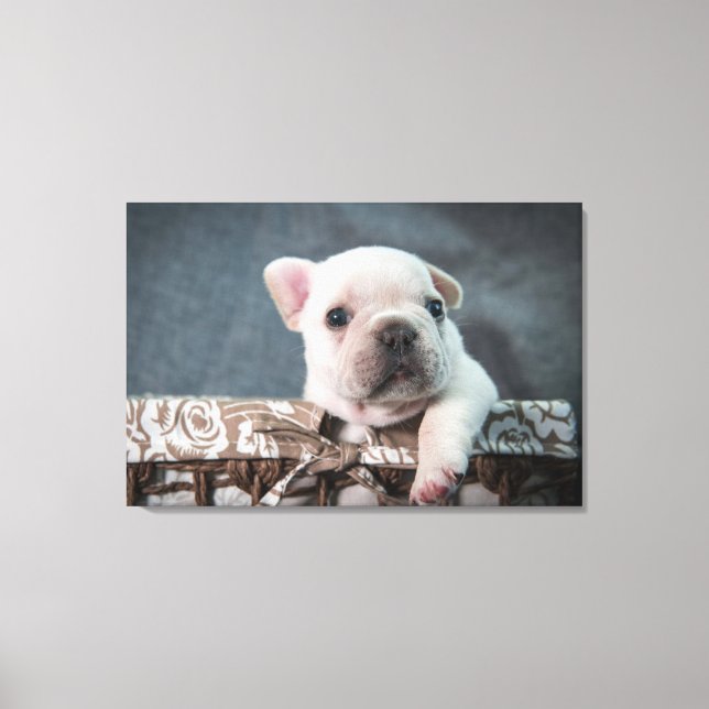 Cutest Baby Animals | French Bulldog Canvas Print (Front)