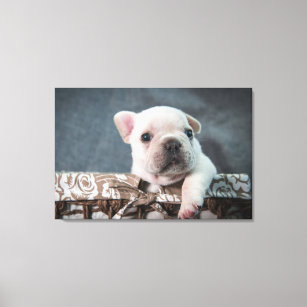 Cutest Baby Animals   French Bulldog Canvas Print