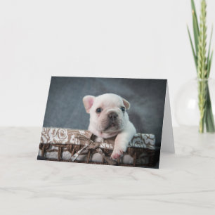 Cutest Baby Animals French Bulldog Card