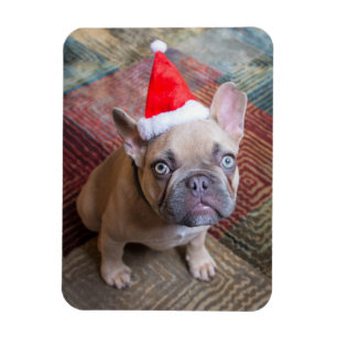 Cutest Baby Animals French Bulldog Christmas Magnet