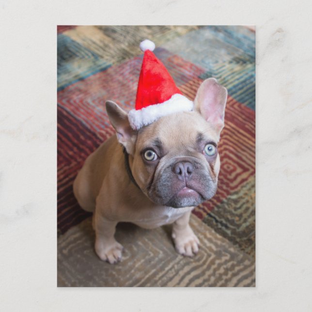 Cutest Baby Animals | French Bulldog Christmas Postcard (Front)