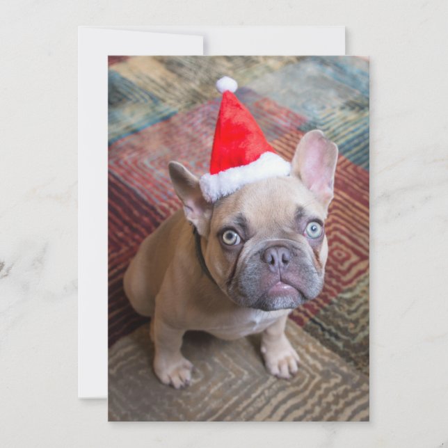 Cutest Baby Animals | French Bulldog Christmas Thank You Card (Front)