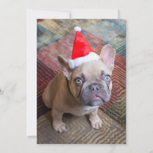 Cutest Baby Animals   French Bulldog Christmas Thank You Card