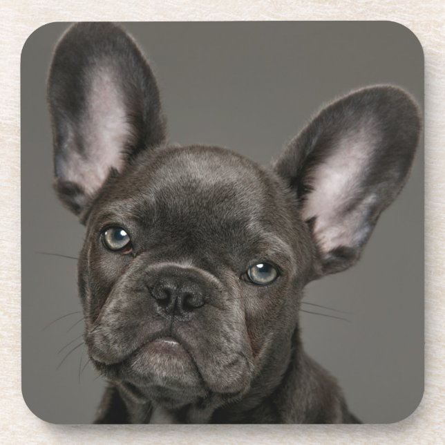 Cutest Baby Animals | French Bulldog Coaster (Front)