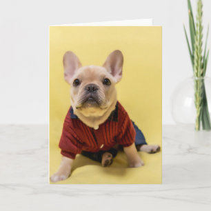 Cutest Baby Animals French Bulldog Dressed Card