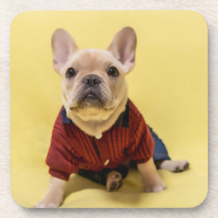 Cutest Baby Animals   French Bulldog Dressed Coaster