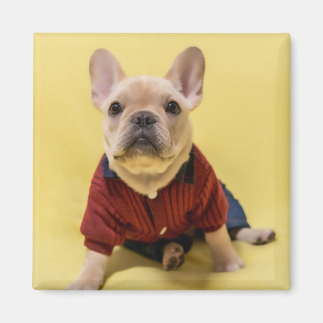 Cutest Baby Animals | French Bulldog Dressed Magnet (Front)