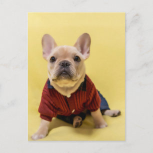 Cutest Baby Animals French Bulldog Dressed Postcard