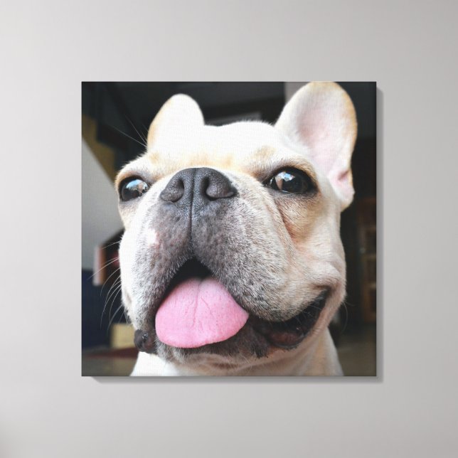 Cutest Baby Animals | French Bulldog Face Canvas Print (Front)