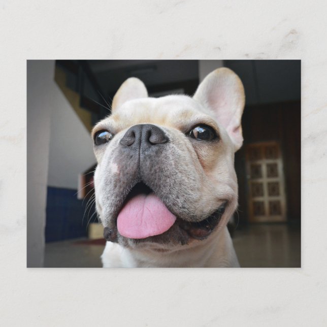 Cutest Baby Animals | French Bulldog Face Postcard (Front)