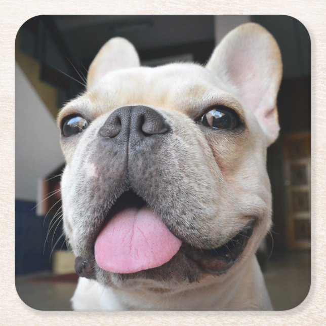 Cutest Baby Animals | French Bulldog Face Square Paper Coaster (Front)