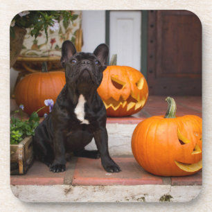 Cutest Baby Animals French Bulldog Halloween Coaster