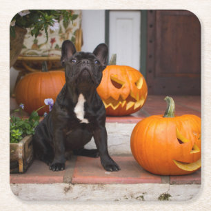 Cutest Baby Animals   French Bulldog Halloween Square Paper Coaster